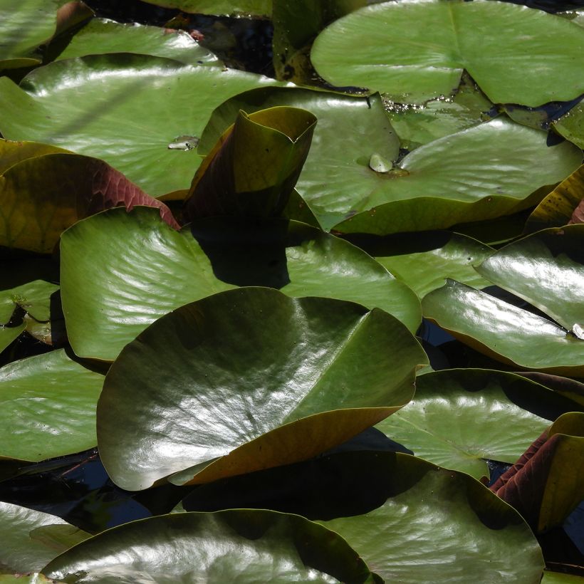 Nymphaea Odorata Sulphurea Grandiflora - Nénuphar rustique jaune (Feuillage)