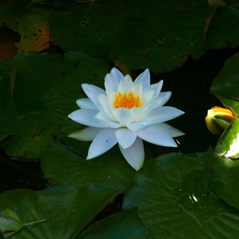 Nymphaea Odorata Alba - Nymphée odorante (Floraison)