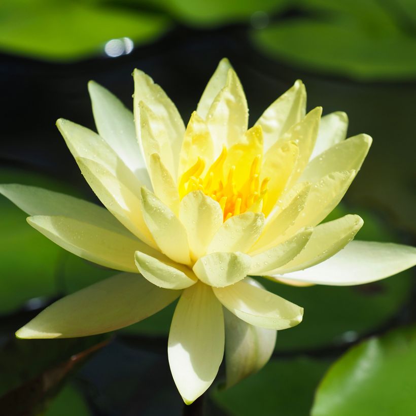 Nymphaea Lemon Mist - Nénuphar rustique jaune citron (Floraison)