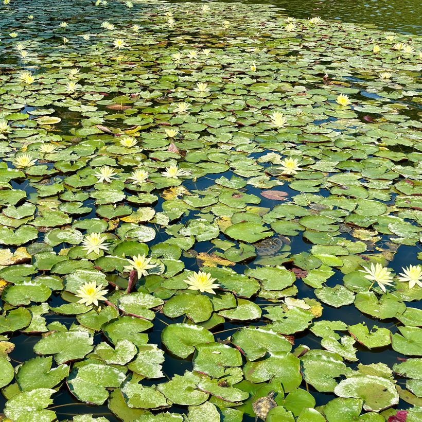 Nymphaea Pygmaea Helvola - Nénuphar nain rustique (Port)