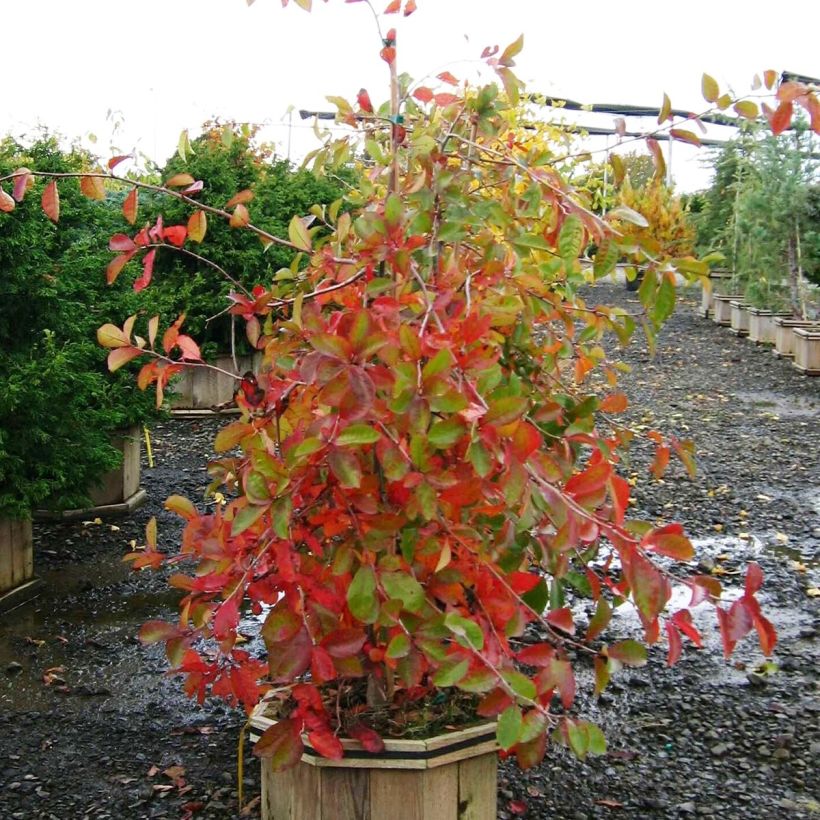 Gommier noir - Nyssa sylvatica Autumn Cascades (Plant habit)