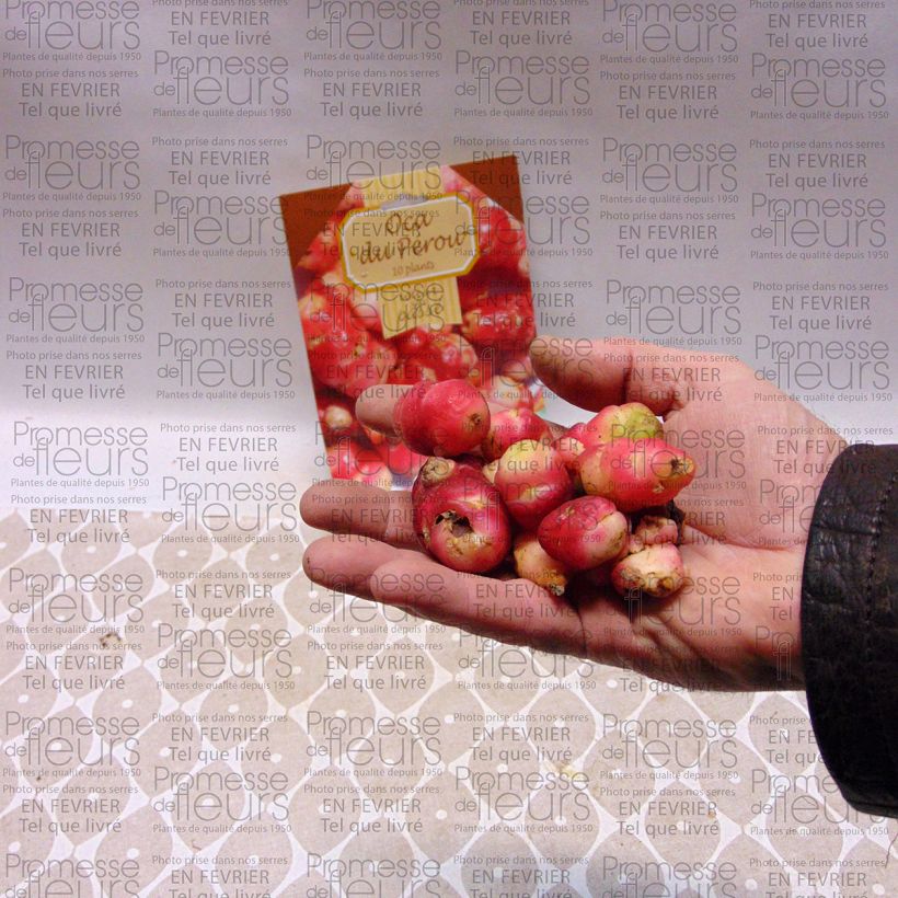 Exemple de spécimen de Oca du Pérou - truffette acide Pièce, 5 plants tel que livré