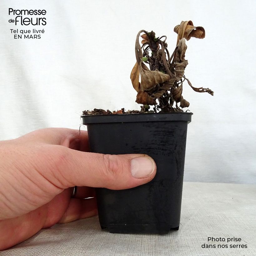 Spécimen de Oeil de Christ Grunder - Aster amellus Grunder Godet de 8/9 cm tel que livré au printemps