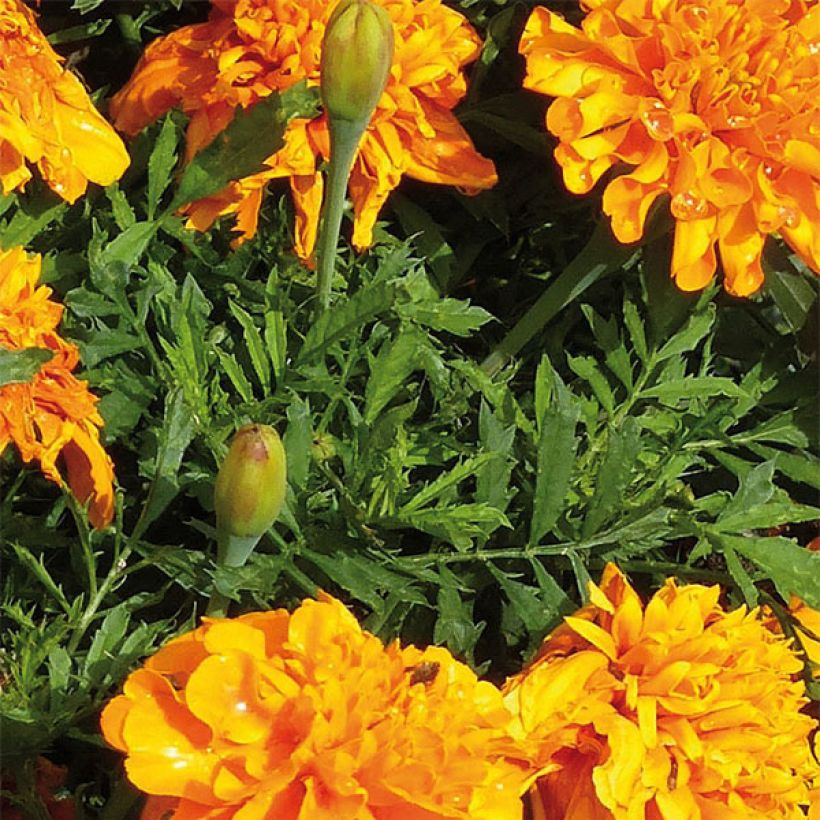 Oeillet d'Inde Bonanza Orange (Foliage)