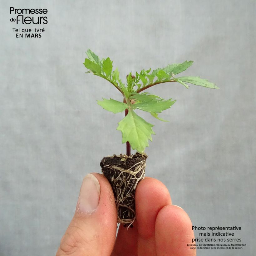 Example of Oeillet d'Inde Bonanza Orange Mini-motte Ø 1,5/2,5 cm, Plant vert de 5 à 10 cm de haut as you get in printemps