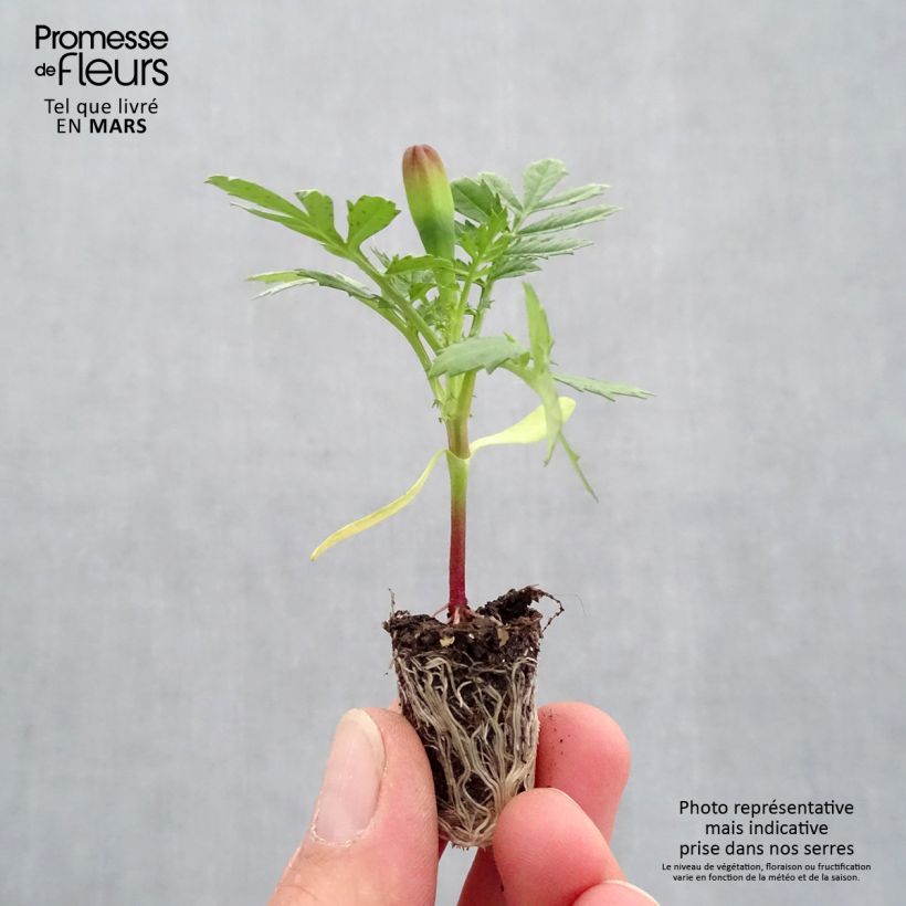 Example of Oeillet d'Inde Durango Yellow Mini-motte Ø 1,5/2,5 cm, Plant vert de 5 à 10 cm de haut as you get in printemps