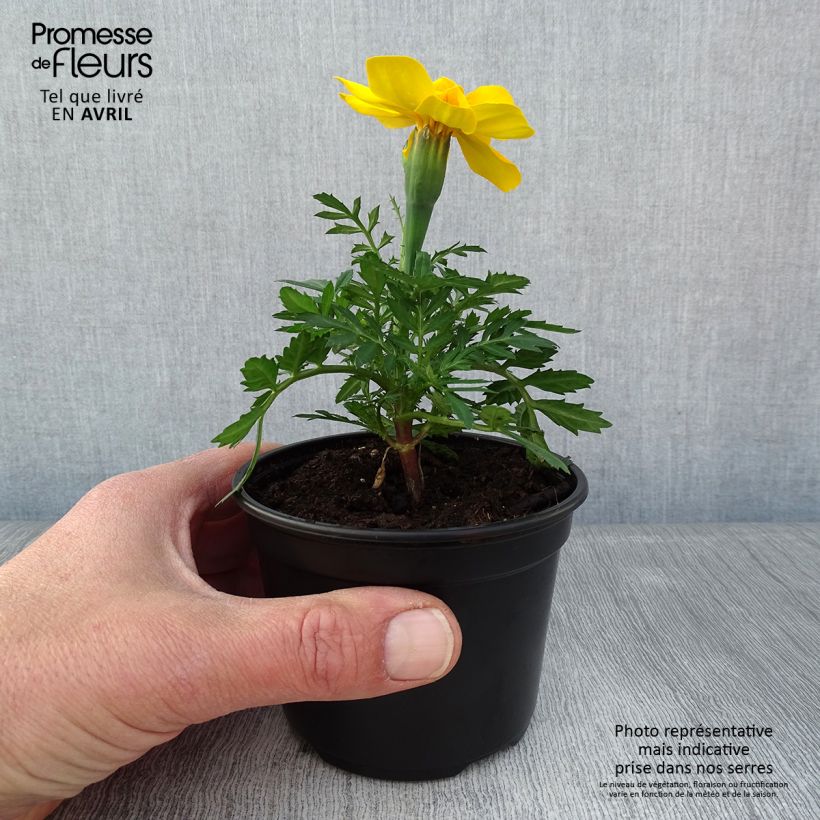 Example of Oeillet d'Inde Durango Yellow Godet de 8/9 cm as you get in printemps