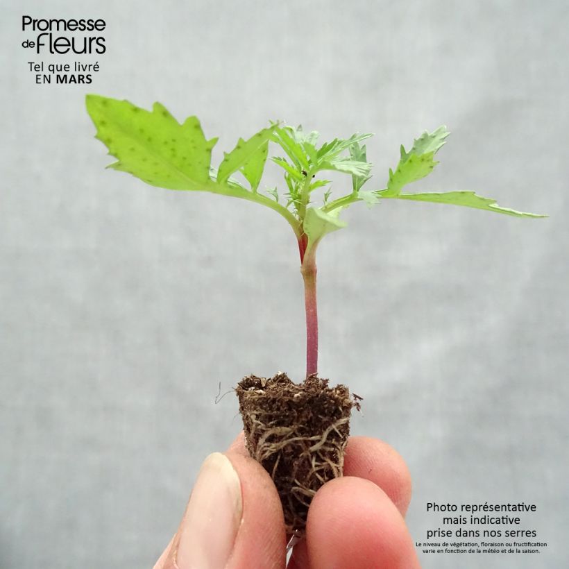 Example of Oeillet d'Inde Fireball Mini-motte Ø 1,5/2,5 cm, Plant vert de 5 à 10 cm de haut as you get in printemps