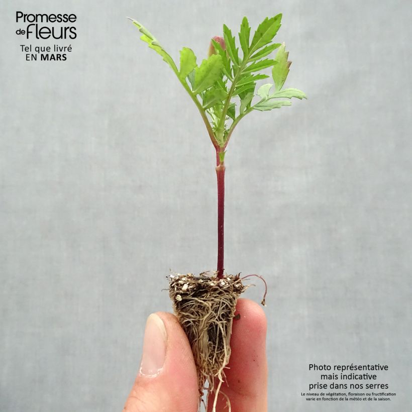 Example of Oeillet d'Inde Queen Orange Mini-mottes Minimotte : motte 2,2 cm x 2 cm en plaque de culture par 35 as you get in printemps