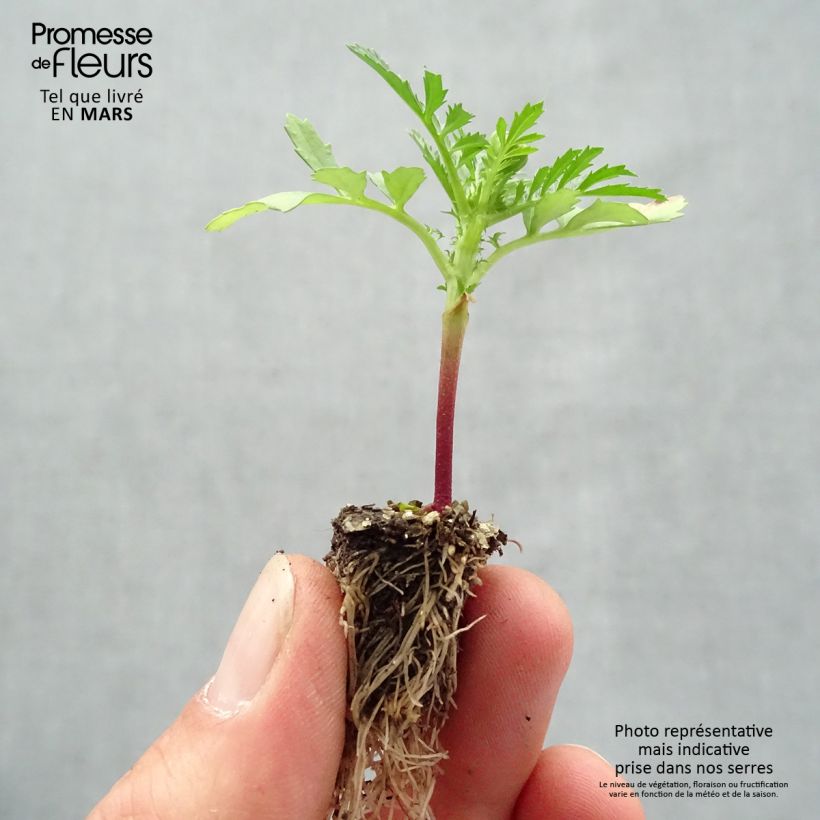 Spécimen de Oeillet d'Inde Queen Yellow Fire Mini-mottes Minimotte : motte 2,2 cm x 2 cm en plaque de culture par 35 tel que livré au printemps