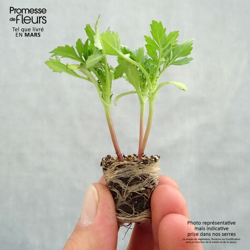 Spécimen de Oeillet d'Inde Queen Yellow Fire Mini-mottes Mini-motte Ø 3/4 cm, Plant vert de 5 à 10 cm de haut tel que livré au printemps