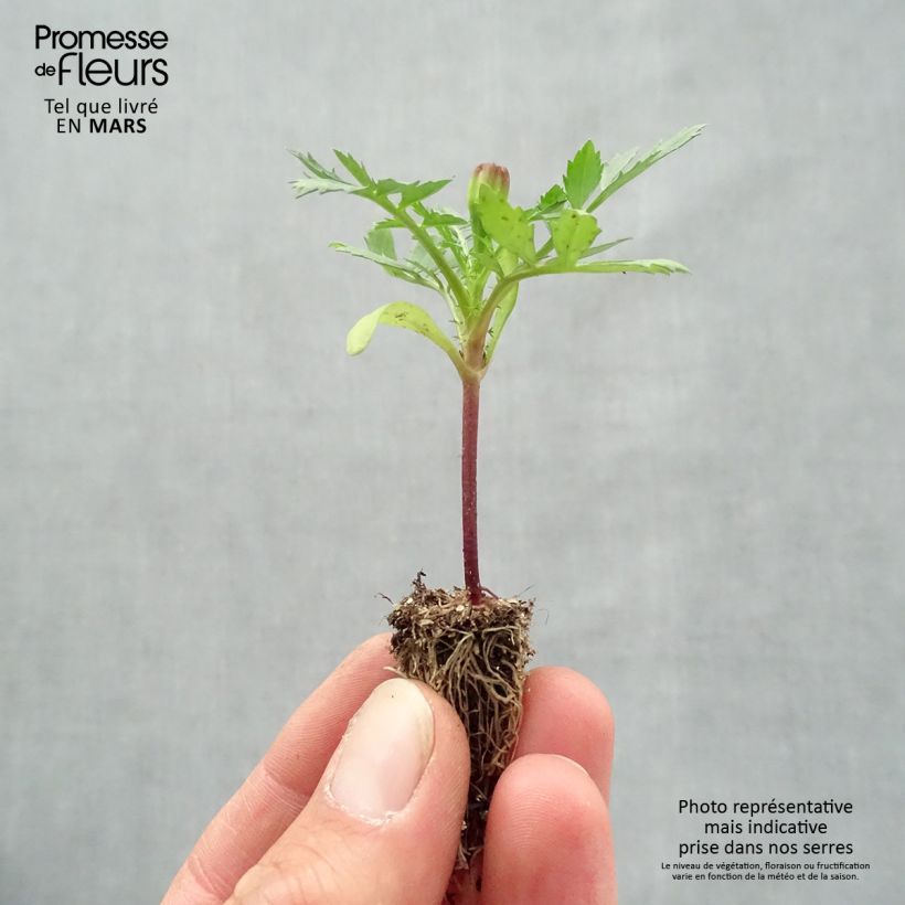 Example of Oeillet d'Inde Queen Yellow Mini-mottes Minimotte : motte 2,2 cm x 2 cm en plaque de culture par 35 as you get in printemps