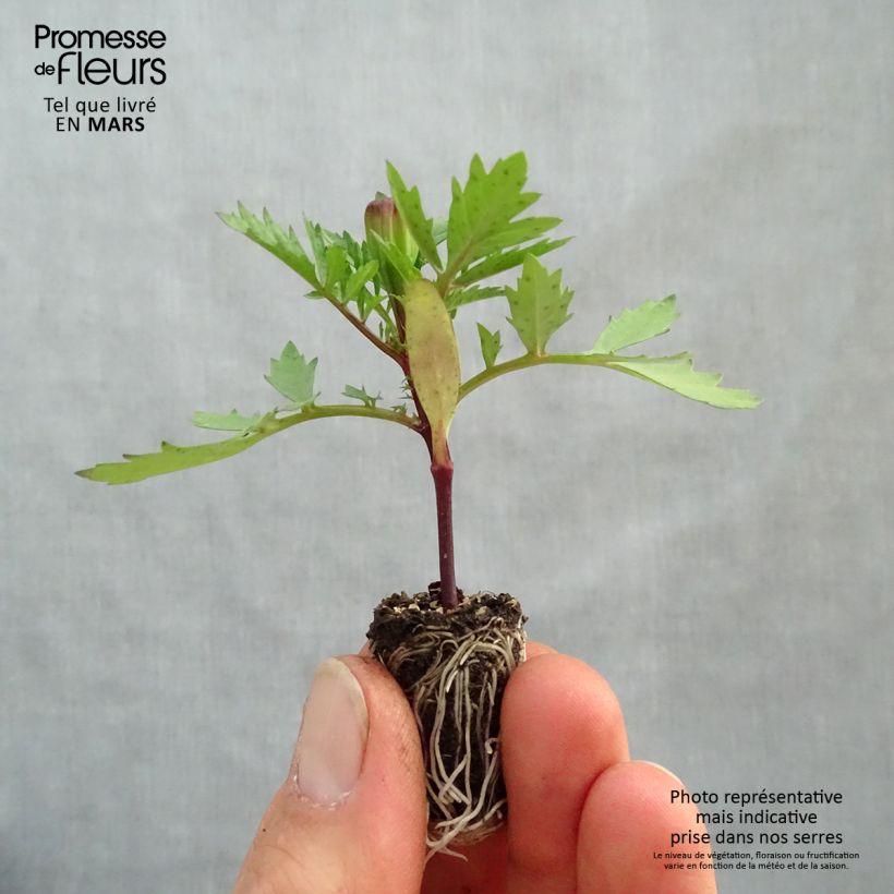 Spécimen de Oeillet d'Inde Strawberry Blonde Mini-motte Ø 1,5/2,5 cm, Plant vert de 5 à 10 cm de haut tel que livré au printemps