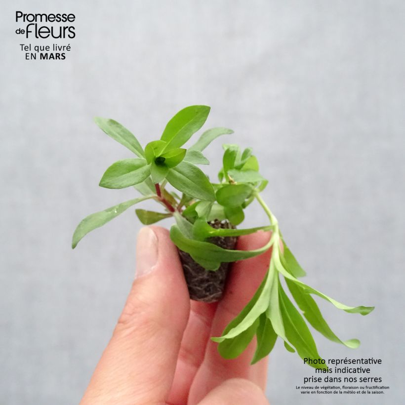 Spécimen de Oeillet de poète Gigas Mix - Dianthus barbatus Mini-motte Ø 3/4 cm tel que livré au printemps