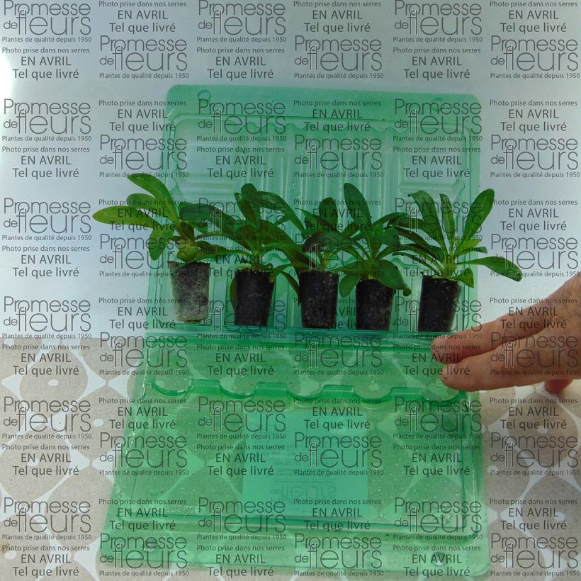 Exemple de spécimen de Oeillet de poète Jolt Pink Mini-motte Ø 3/4 cm, Plant vert de 3 à 5 cm de haut tel que livré