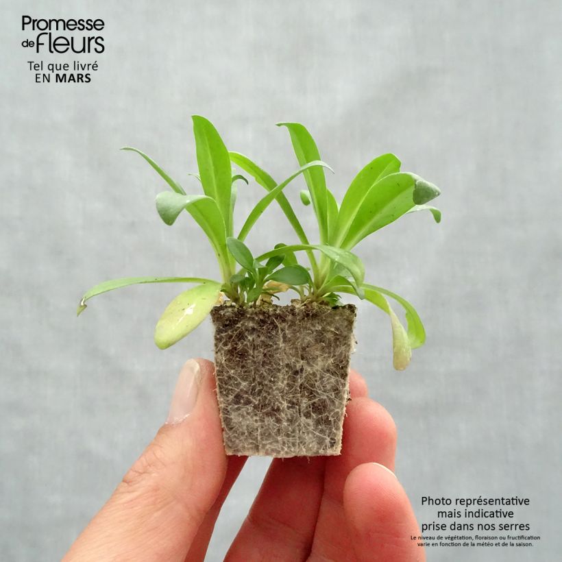 Example of Oeillet de poète Jolt Pink Magic Jardimotte : motte 3,8 cm x 3,2 cm en plaque de culture par 16 as you get in printemps