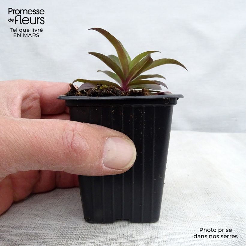 Spécimen de Oeillet de poète Sooty - Dianthus barbatus nigrescens Godet de 7/8 cm tel que livré au printemps