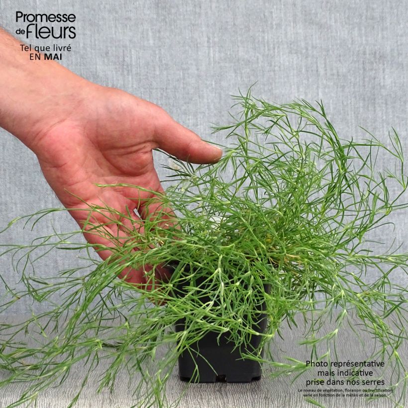 Spécimen de Oeillet des rochers - Petrorhagia saxifraga Godet de 8/9 cm tel que livré au printemps