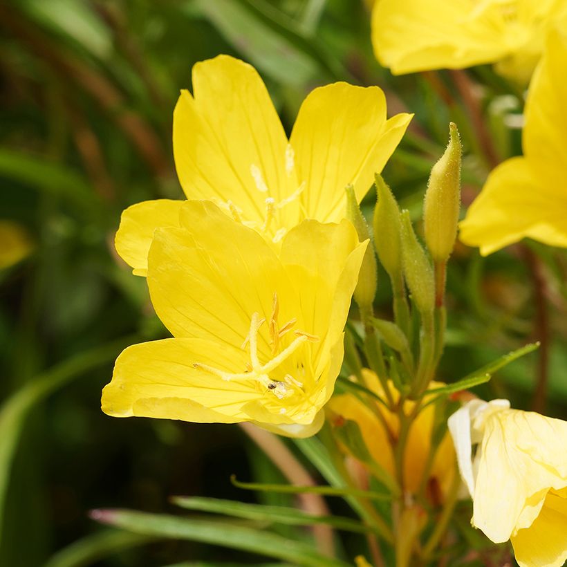 Oenothera African Sun - Onagre hybride  (Flowering)