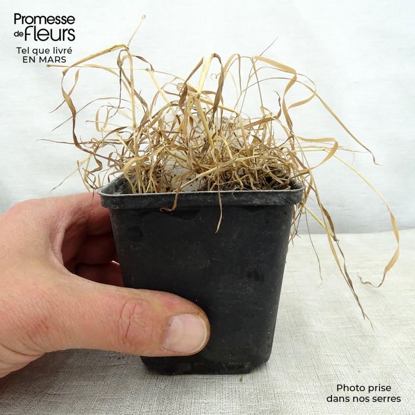 Spécimen de Oenothera fruticosa Camel - Oenothère à feuilles linéaires Camel - Onagre à feuilles panachées de jaune Godet de 8/9 cm tel que livré au printemps