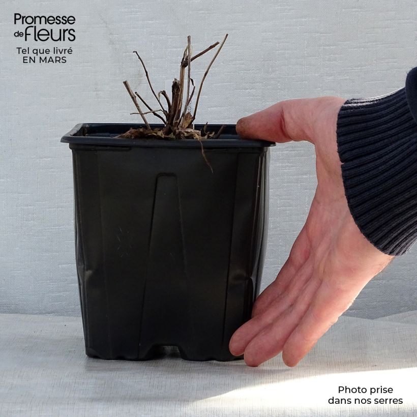 Spécimen de Oenothera fruticosa Sonnenwende - Onagre Pot de 2L/3L tel que livré au printemps