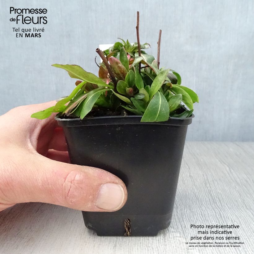 Spécimen de Oenothera tetragona - Onagre tétragone Godet de 8/9 cm tel que livré au printemps