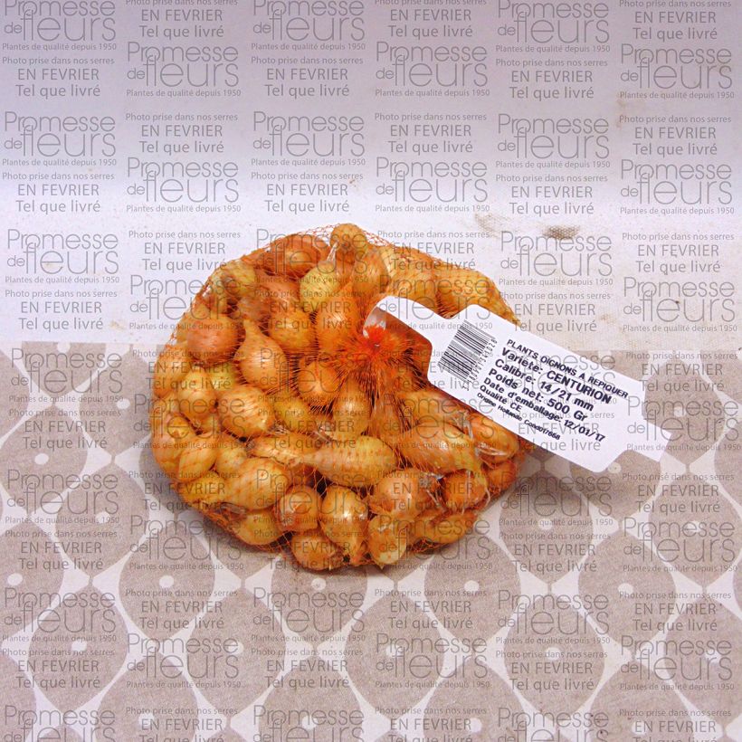 Exemple de spécimen de Oignon Centurion - Allium cepa Pièce calibre 14/21 mm, Sac de 500g tel que livré