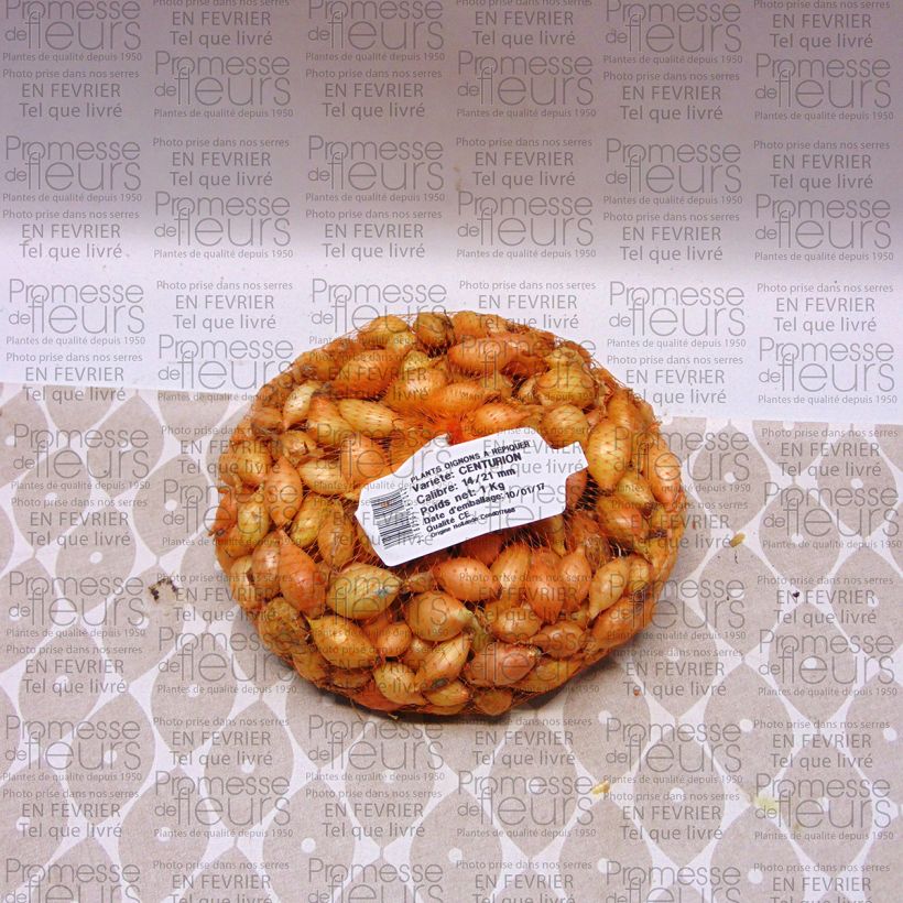 Exemple de spécimen de Oignon Centurion - Allium cepa Pièce calibre 14/21 mm, Sac de 1Kg (env. 40 plants) tel que livré