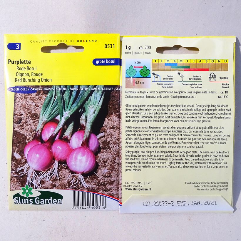 Exemple de spécimen de Oignon Purplette - Allium cepa le sachet de 200 graines environ (1g) tel que livré