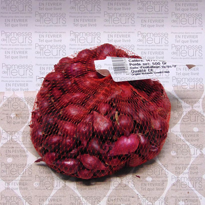 Example of Oignon Red Karmen (rouge) en plants - Allium cepa BIO Pièce calibre 14/21 mm, Sac de 500g as you get