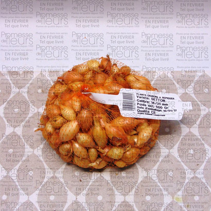 Exemple de spécimen de Oignon Setton - Allium cepa Pièce calibre 14/21 mm, Sac de 500g tel que livré