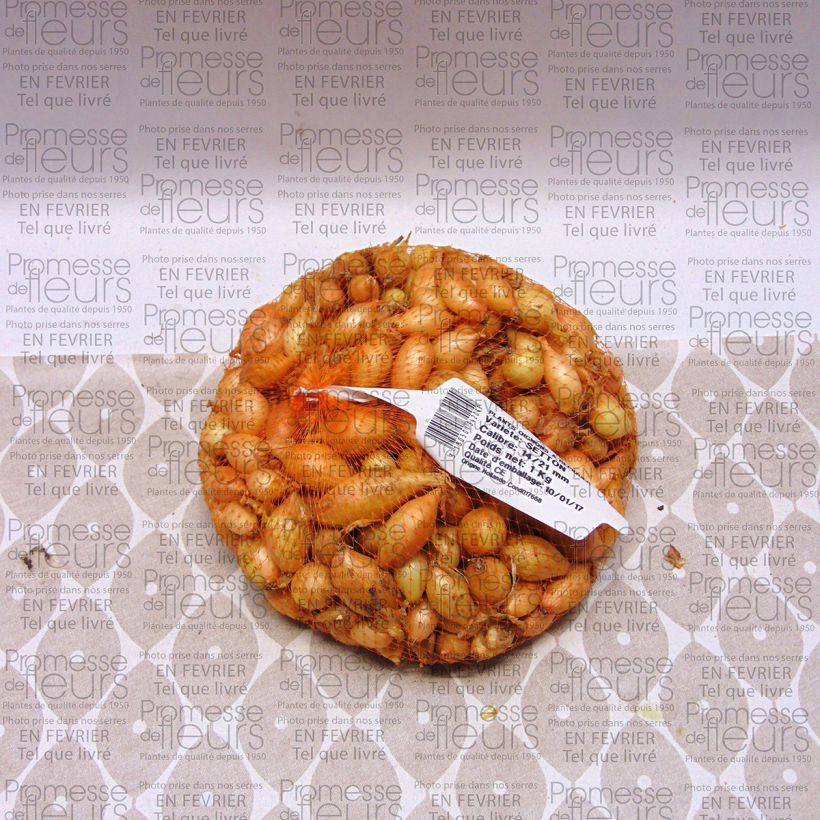Exemple de spécimen de Oignon Setton - Allium cepa Pièce calibre 14/21 mm, Sac de 1Kg (env. 40 plants) tel que livré