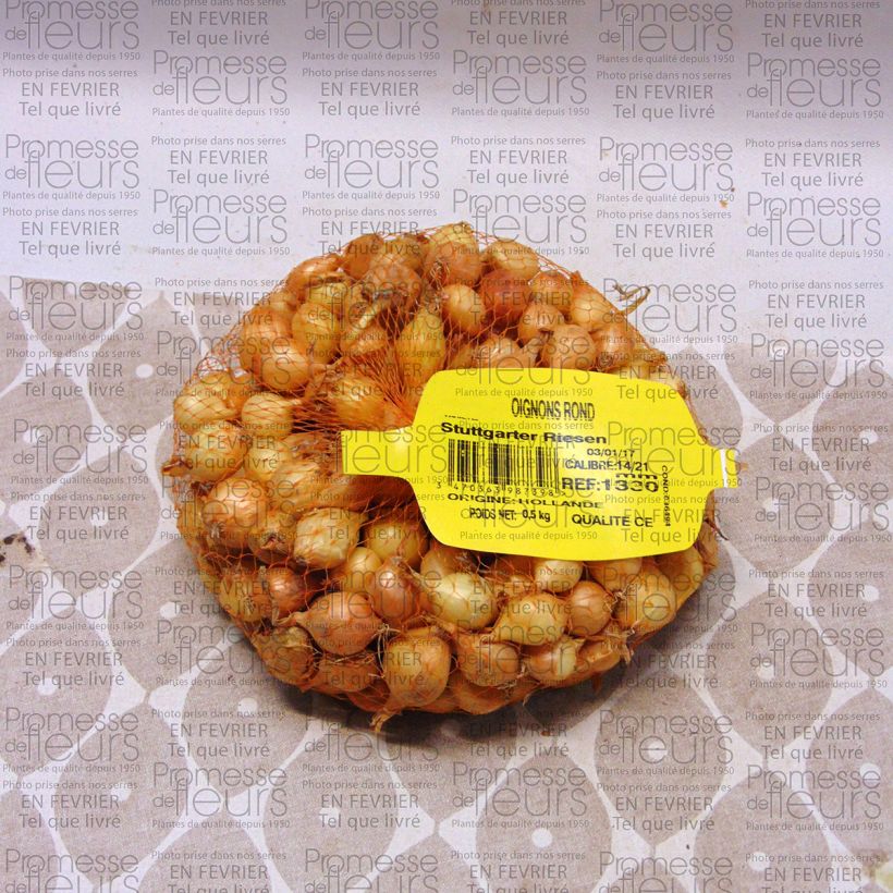 Example of Oignon Stuttgarter Riesen - Allium cepa en plants Pièce calibre 14/21 mm, Sac de 500g as you get