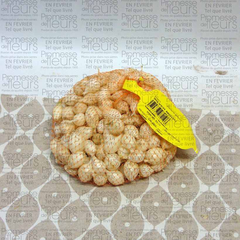 Exemple de spécimen de Oignon blanc - Allium cepa en plants Pièce calibre 14/21 mm, Sac de 500g tel que livré