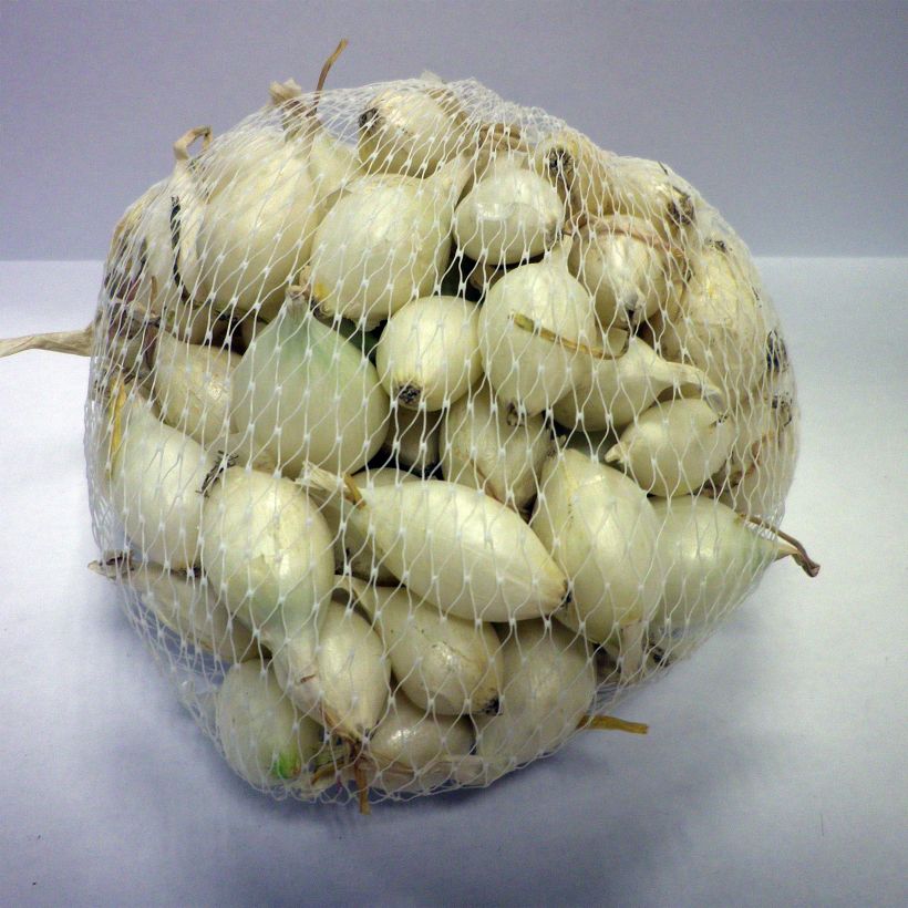 Example of Oignon blanc - White Globle - en plants (plantation automne) Pièce calibre 14/21 mm, Sac de 500g as you get