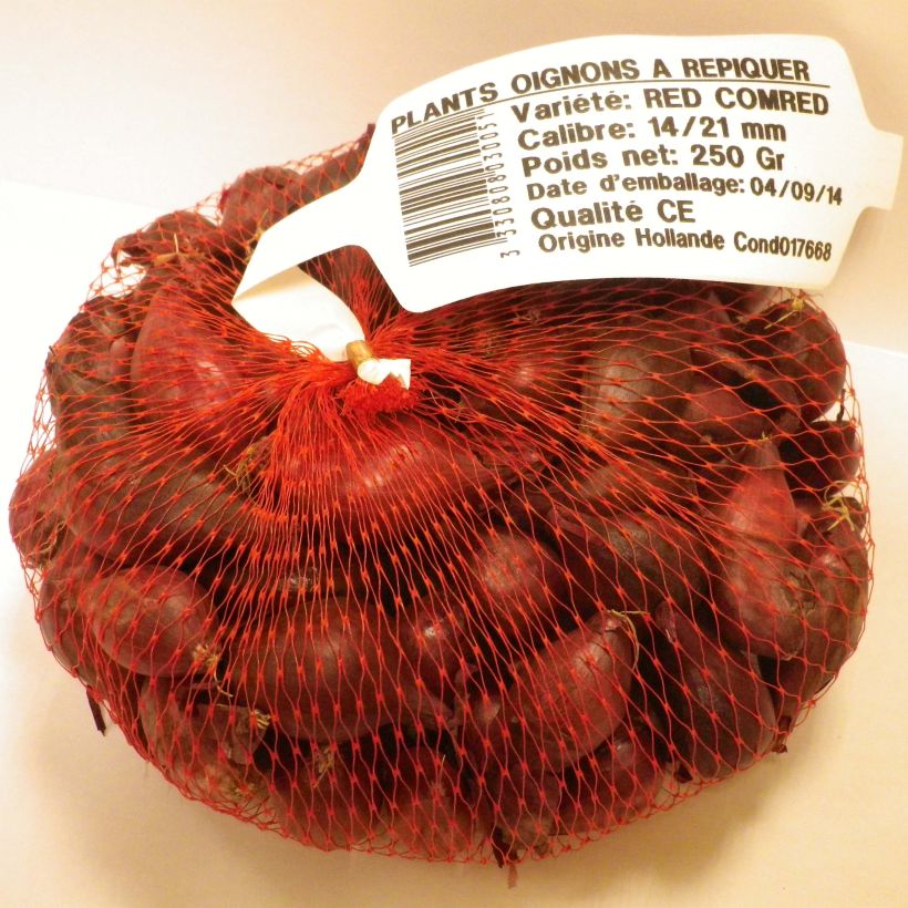 Exemple de spécimen de Oignon rouge Red Karmen en plants (plantation automne) Pièce calibre 14/21 mm, Sac de 500g tel que livré