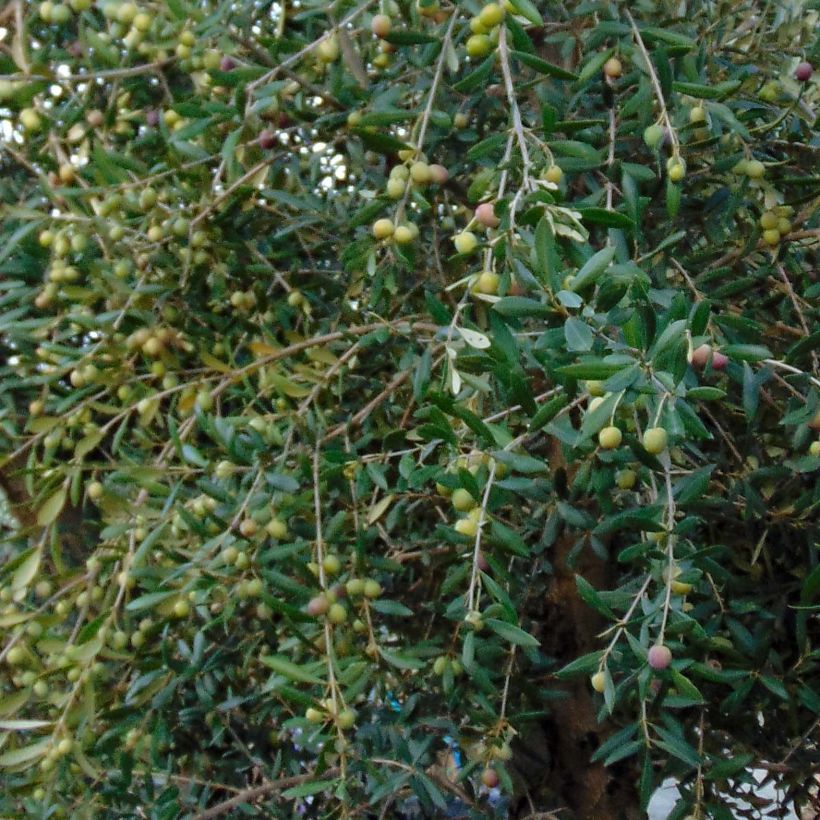 Olivier sur tige - Olea europaea (Foliage)
