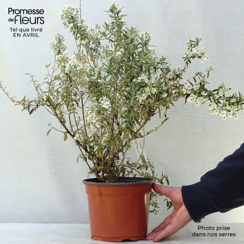 Spécimen de Olearia scilloniensis Pot de 3L/4L tel que livré au printemps