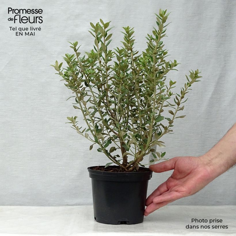Spécimen de Olearia (x)  haastii - Aster en arbre Pot de 2L/3L tel que livré au printemps