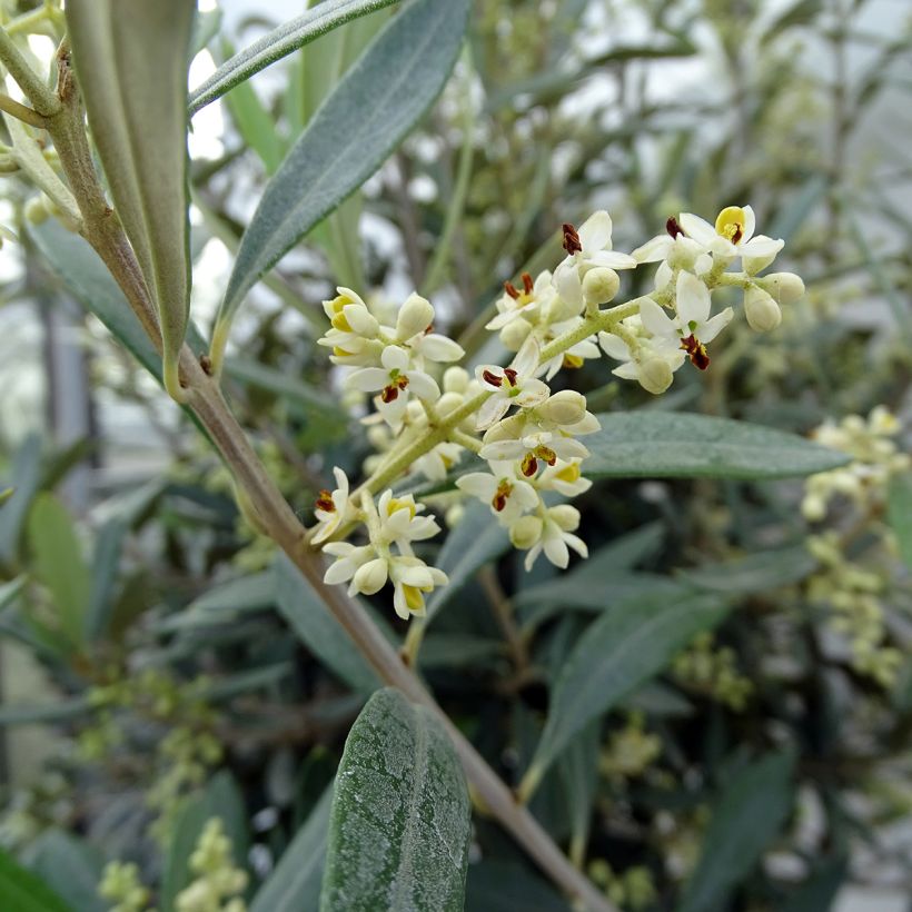 Olivier sur tige - Olea europaea (Flowering)
