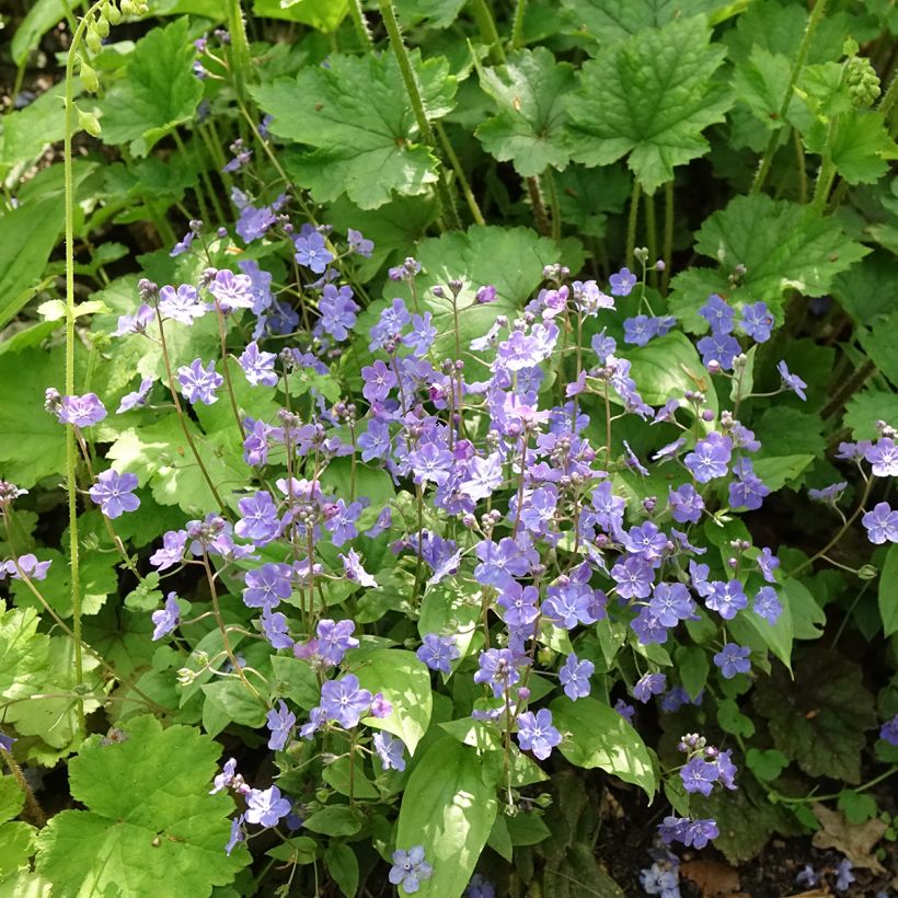 Omphalodes Cappadocica Cherry Ingram (Port)