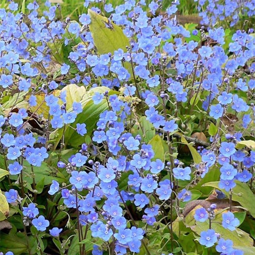 Omphalodes cappadocica (Floraison)