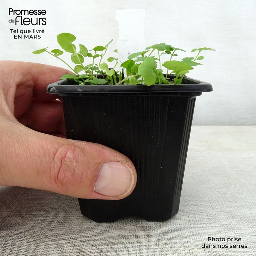 Spécimen de Omphalodes verna Alba - Petite bourrache blanche Godet de 8/9 cm tel que livré au printemps