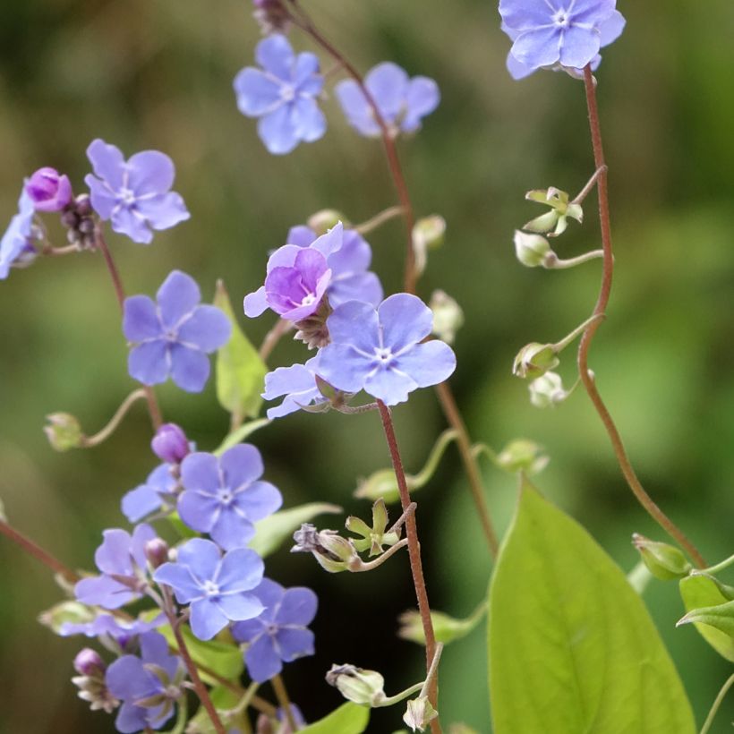 Omphalodes Cappadocica Cherry Ingram (Floraison)