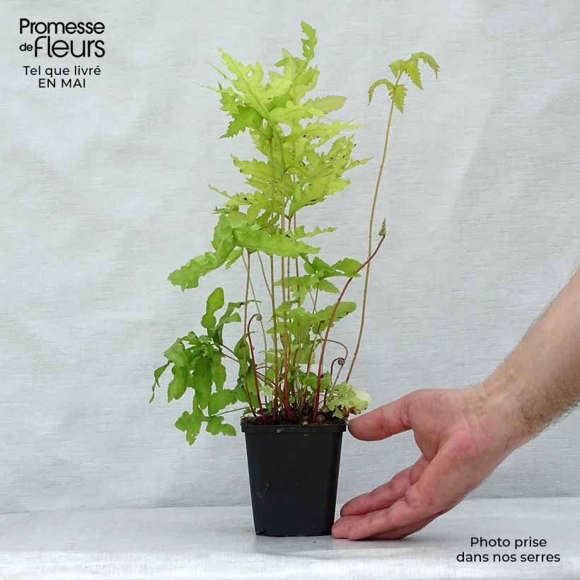 Spécimen de Onoclea sensibilis - Onoclée sensible, fougère Godet de 8/9 cm tel que livré au printemps