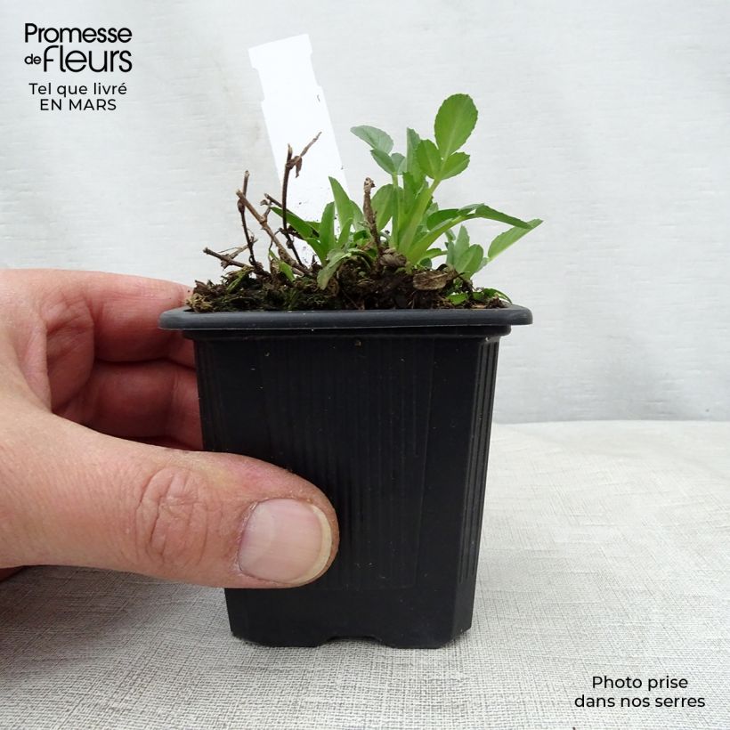 Spécimen de Ononis spinosa - Bugrane épineuse. Godet de 8/9 cm tel que livré au printemps