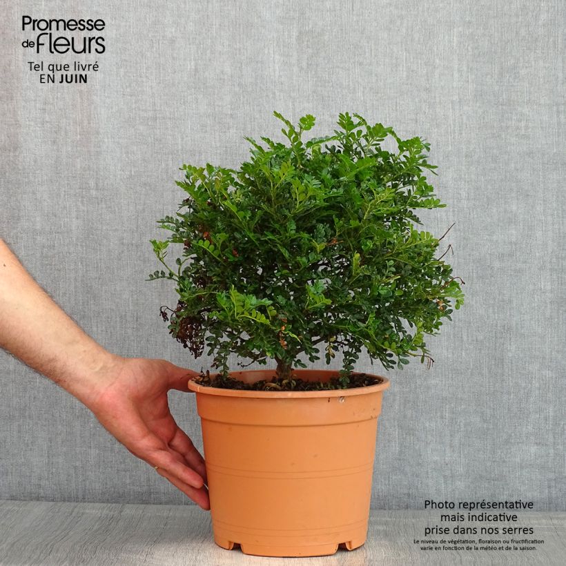Example of Operculicarya decaryi - Faux-poivrier du Japon Pot de 7,5L/10L as you get in printemps