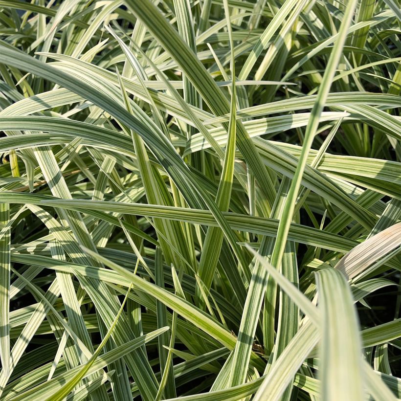 Ophiopogon Albo variegata ou Albovariegatus (Foliage)