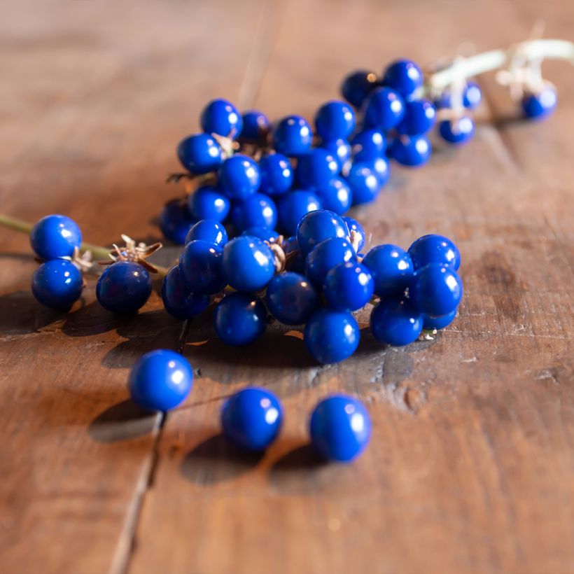 Ophiopogon Albo variegata ou Albovariegatus (Harvest)