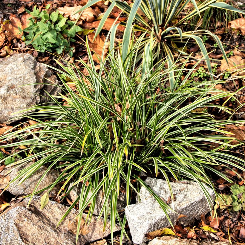 Ophiopogon Albo variegata ou Albovariegatus (Plant habit)